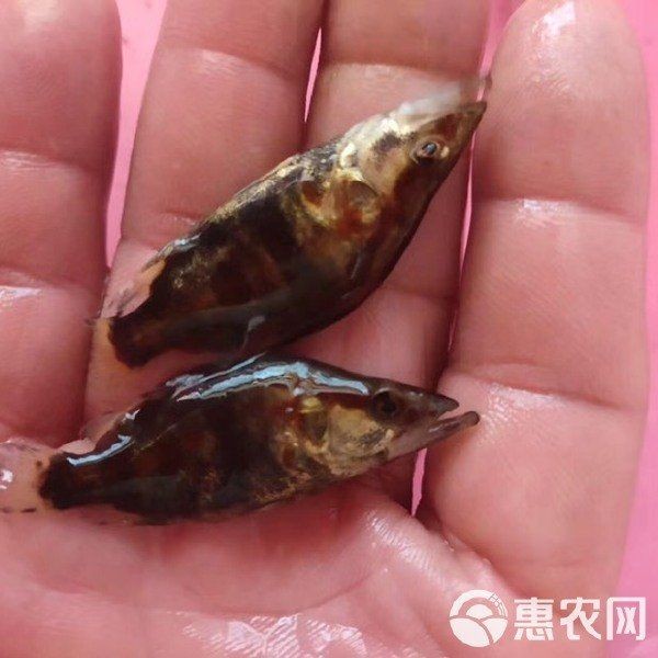 桂魚苗批發價格