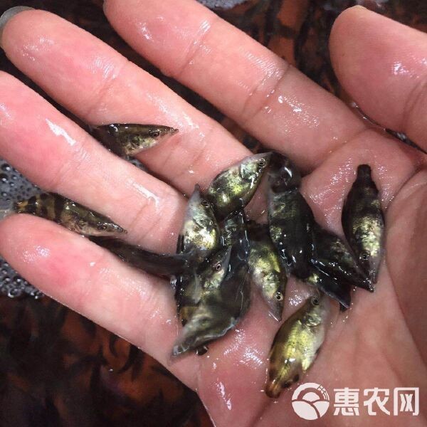 桂魚苗批發價格