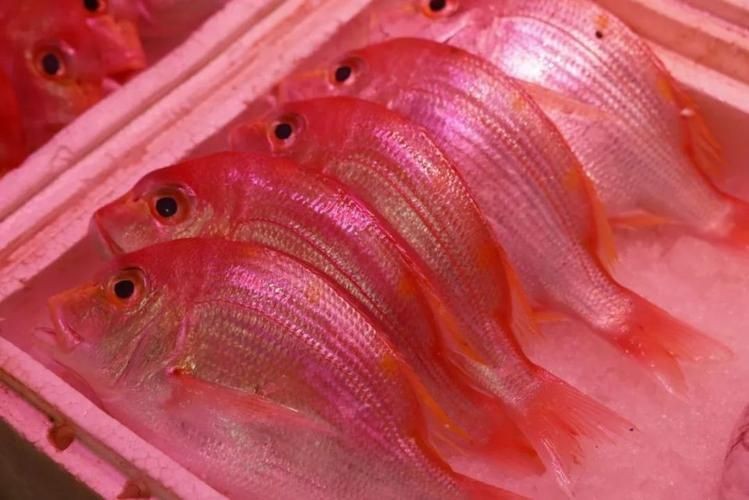 紅色的魚有哪幾種圖片