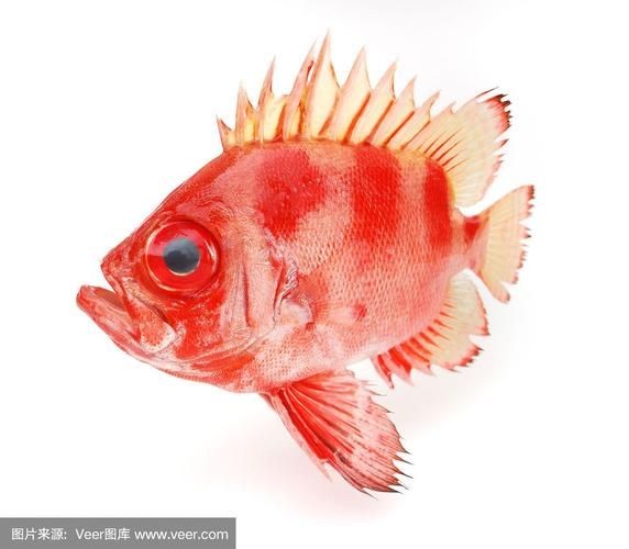紅色的魚有哪幾種圖片