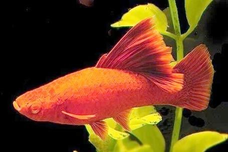 紅色的魚有哪幾種圖片