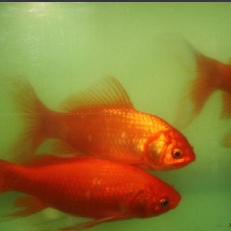 紅色的魚有哪幾種圖片