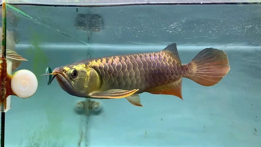 古典過背金龍魚圖片