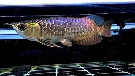 古典過背金龍魚圖片