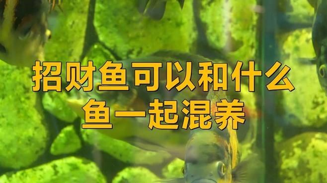 招財和什么魚混養(yǎng)最好