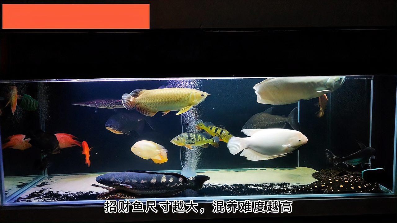 招財和什么魚混養(yǎng)最好