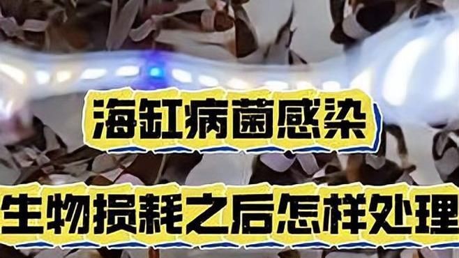 海水魚細菌感染用什么藥