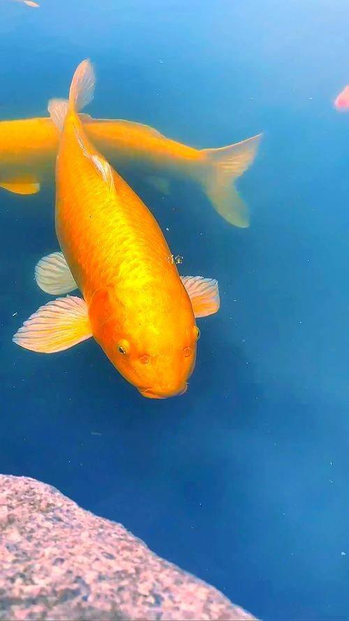 最招財的魚圖片