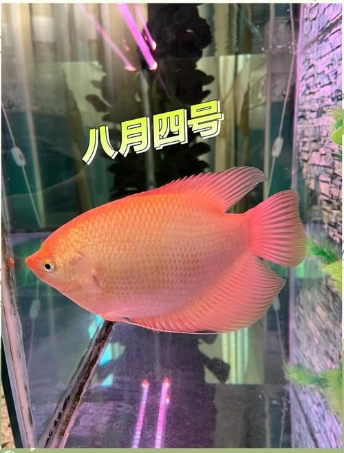 最招財的魚圖片