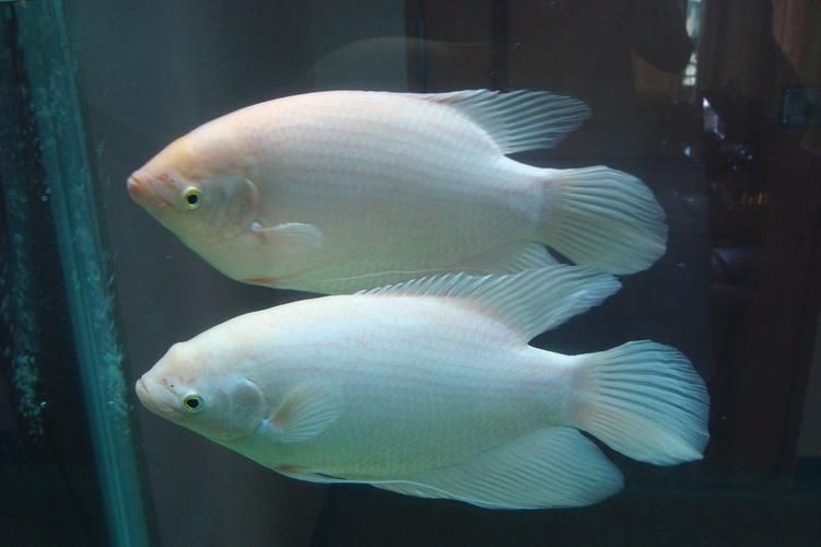 最招財的魚圖片