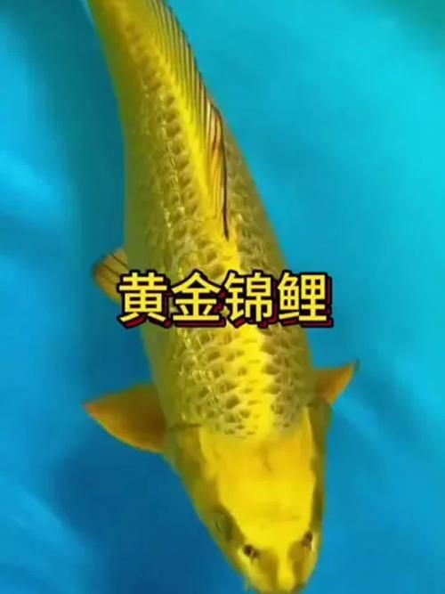 最招財的魚圖片