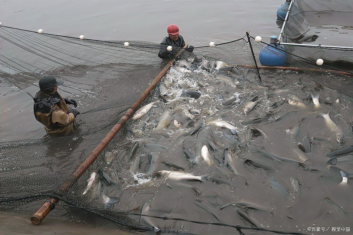 海刀魚為什么養殖不了 海刀魚為什么養殖不了 龍魚論壇 第2張