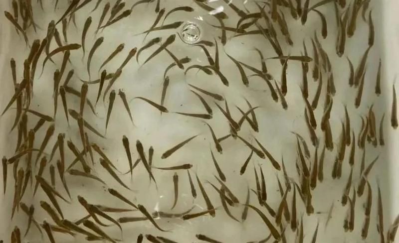 海刀魚為什么養殖不了 海刀魚為什么養殖不了 龍魚論壇 第6張