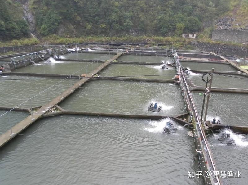 海刀魚為什么養殖不了 海刀魚為什么養殖不了 龍魚論壇 第4張