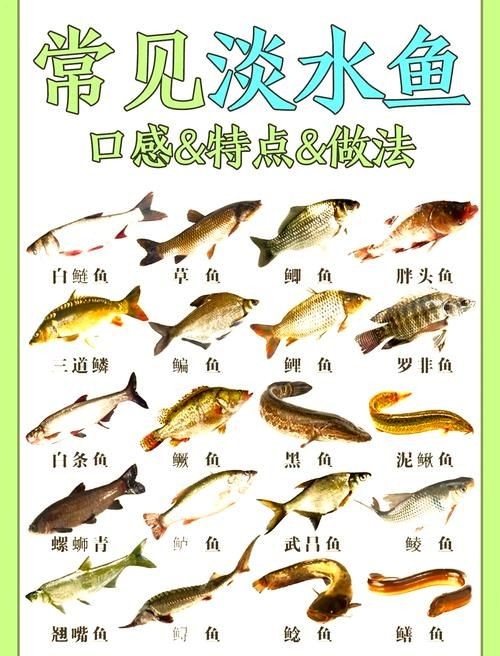 河里小魚品種圖片大全