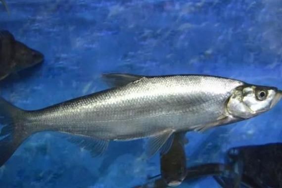 廣東鱭魚圖片