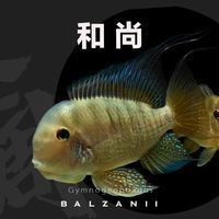 和尚觀賞魚
