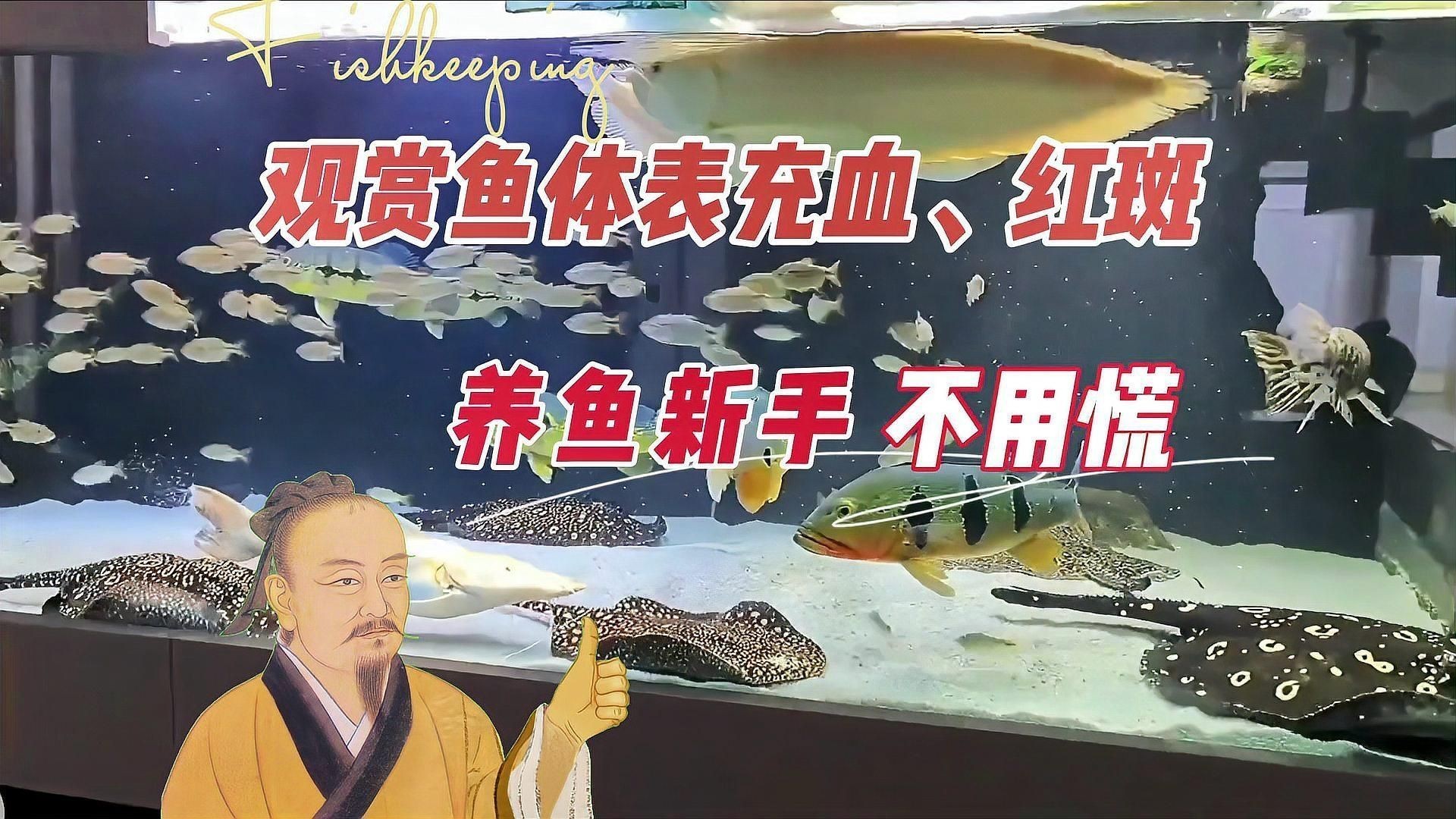 怎么判斷魚是否充血了