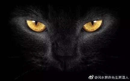 九種動(dòng)物入宅最吉利