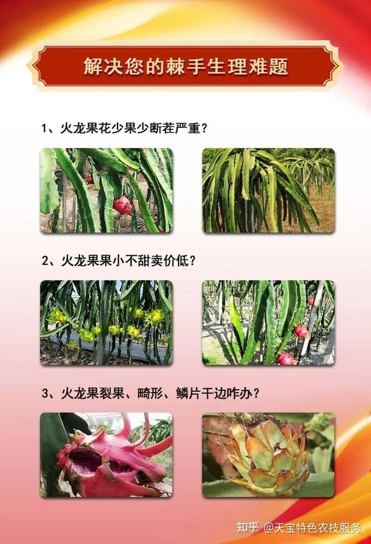 桂紅龍一號和金都一號對比
