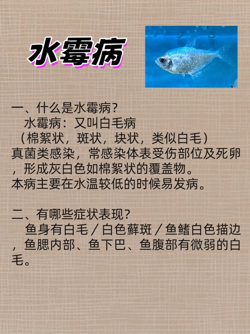 海水魚細(xì)菌感染癥狀圖片