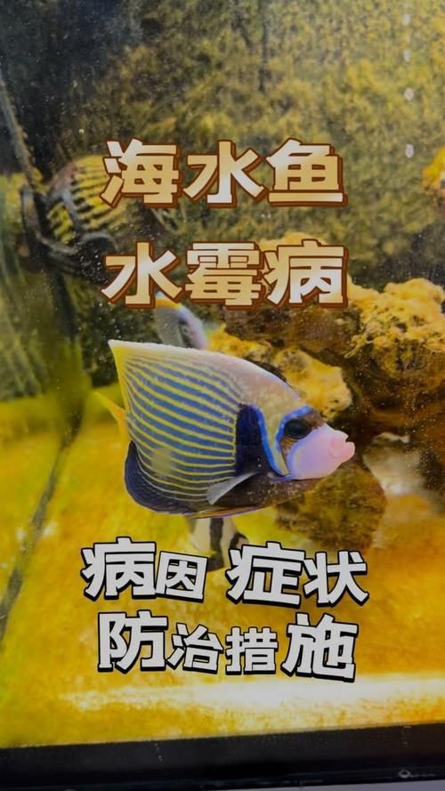 海水魚細(xì)菌感染癥狀圖片