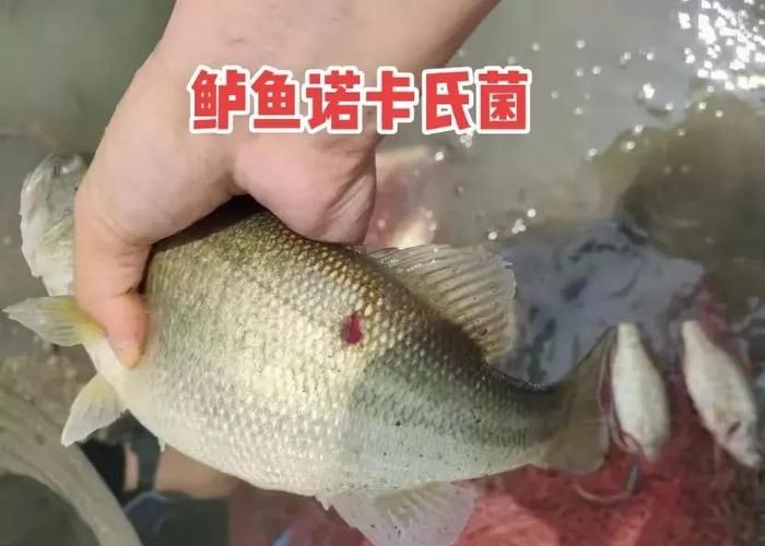 海水魚細(xì)菌感染癥狀圖片