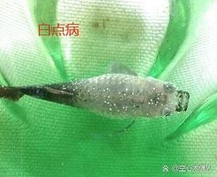 海水魚細(xì)菌感染癥狀圖片
