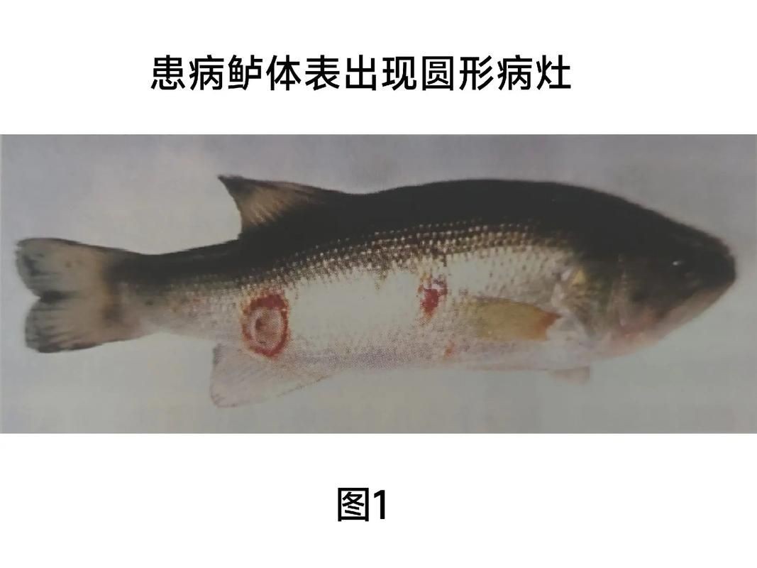 海水魚細(xì)菌感染癥狀圖片