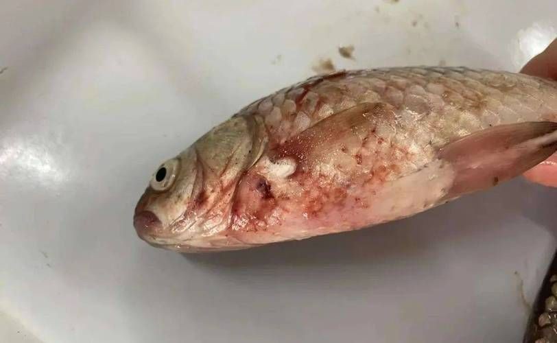 海水魚細(xì)菌感染癥狀圖片