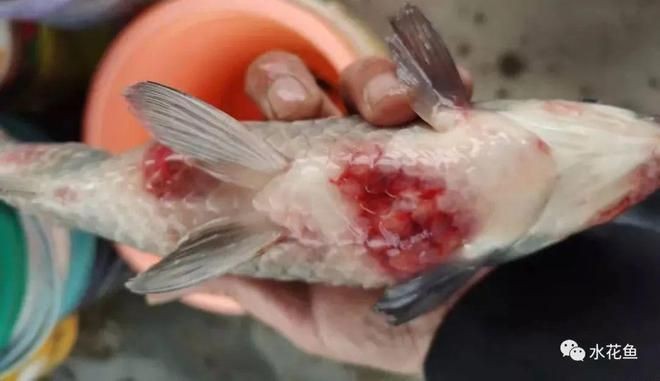 海水魚細(xì)菌感染癥狀圖片