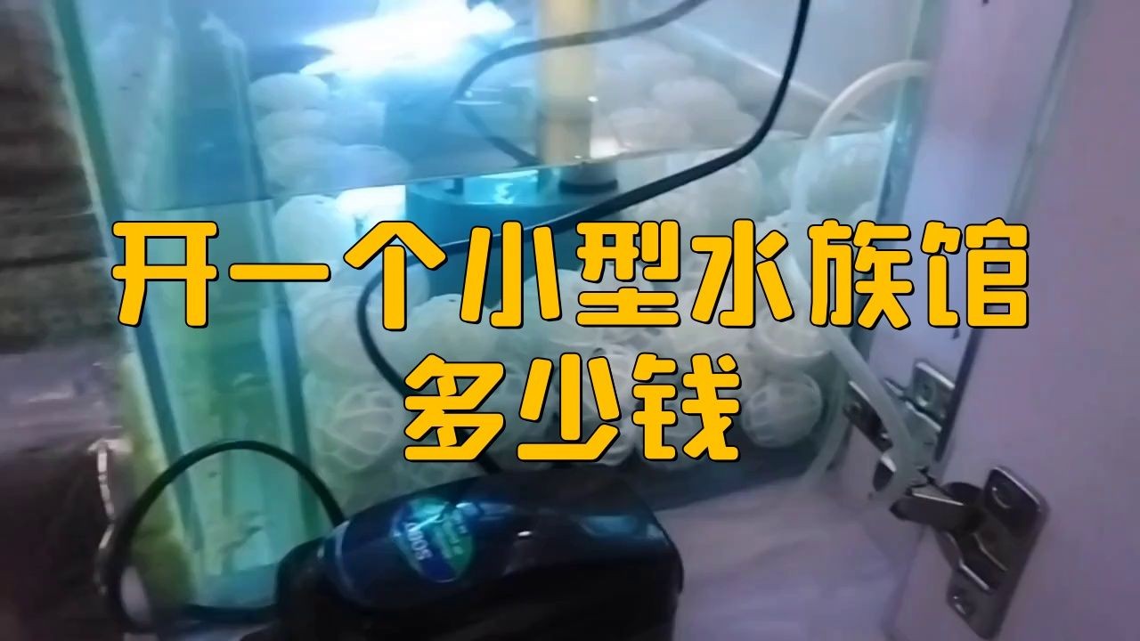 開個觀賞魚店需要多少錢