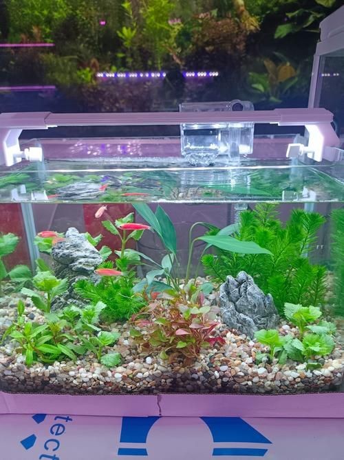 家庭小型魚缸圖片 家庭小型魚缸圖片 龍魚論壇 第3張