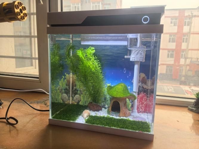 家庭小型魚缸圖片 家庭小型魚缸圖片 龍魚論壇 第11張