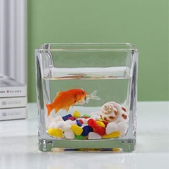 家庭小型魚缸圖片 家庭小型魚缸圖片 龍魚論壇 第21張