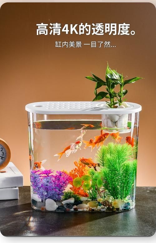 家庭小型魚缸圖片 家庭小型魚缸圖片 龍魚論壇 第7張