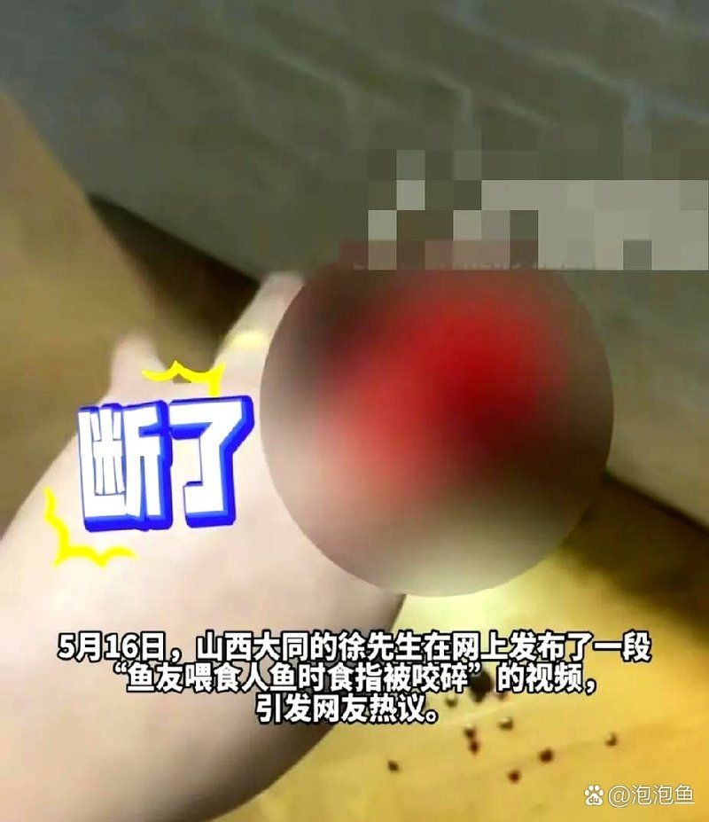 號(hào)半龍魚咬人后圖片 號(hào)半龍魚咬人后圖片 全國水族館企業(yè)名錄 第26張