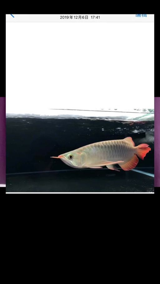 號(hào)半龍魚咬人后圖片 號(hào)半龍魚咬人后圖片 全國水族館企業(yè)名錄 第11張