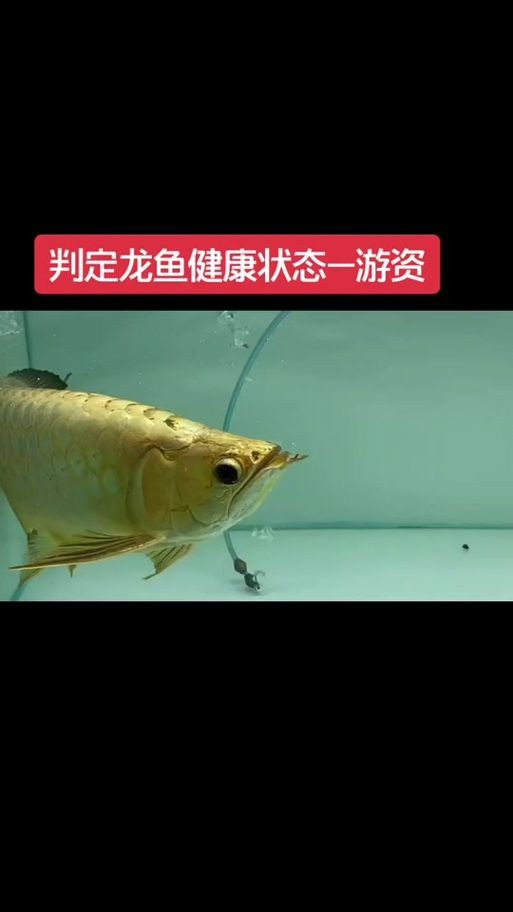 號(hào)半龍魚咬人后圖片 號(hào)半龍魚咬人后圖片 全國水族館企業(yè)名錄 第6張