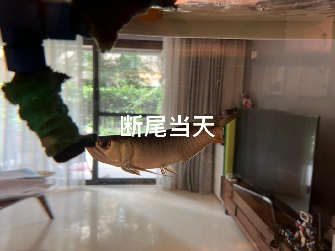 號(hào)半龍魚咬人后圖片 號(hào)半龍魚咬人后圖片 全國水族館企業(yè)名錄 第23張