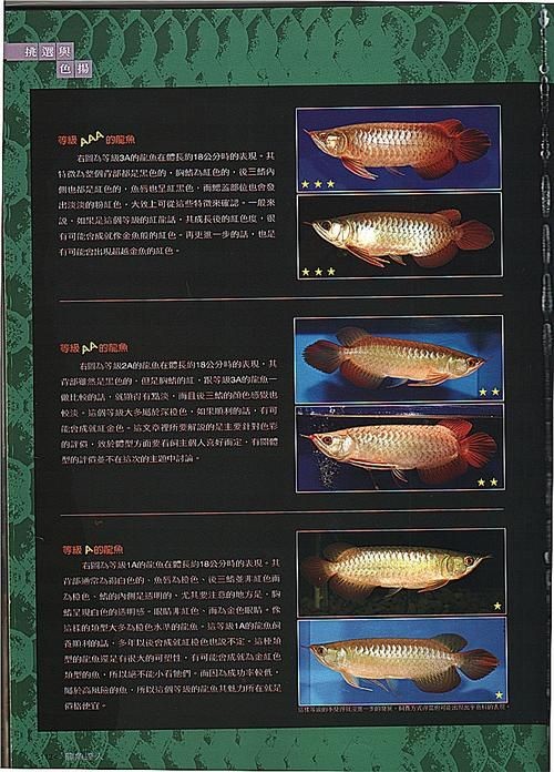 號(hào)半龍魚咬人后圖片 號(hào)半龍魚咬人后圖片 全國水族館企業(yè)名錄 第3張