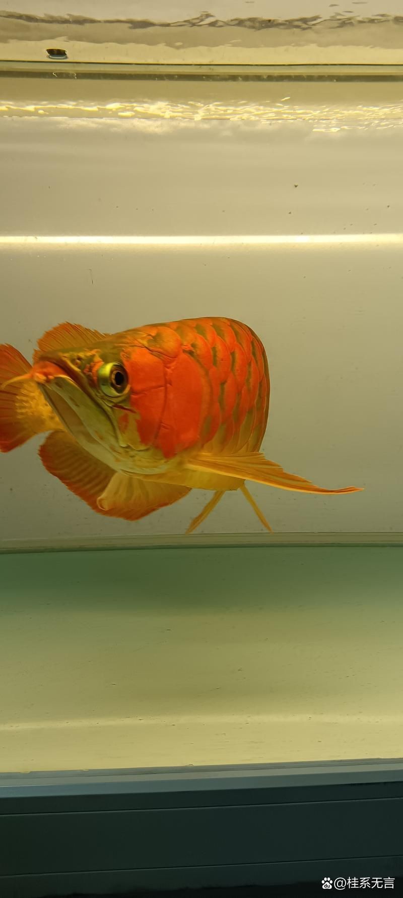 號(hào)半龍魚咬人后圖片 號(hào)半龍魚咬人后圖片 全國水族館企業(yè)名錄 第18張