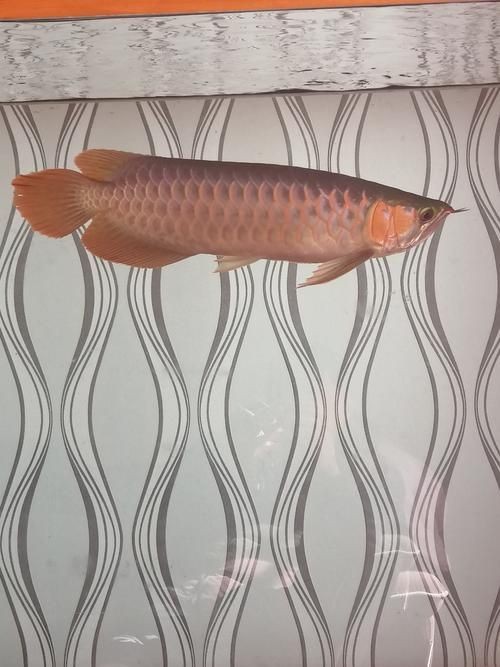號(hào)半龍魚咬人后圖片 號(hào)半龍魚咬人后圖片 全國水族館企業(yè)名錄 第16張
