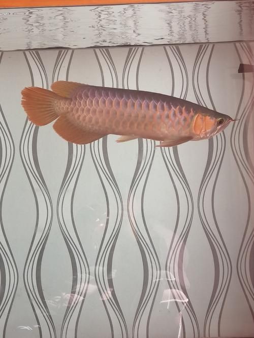 號(hào)半龍魚咬人后圖片 號(hào)半龍魚咬人后圖片 全國水族館企業(yè)名錄 第22張