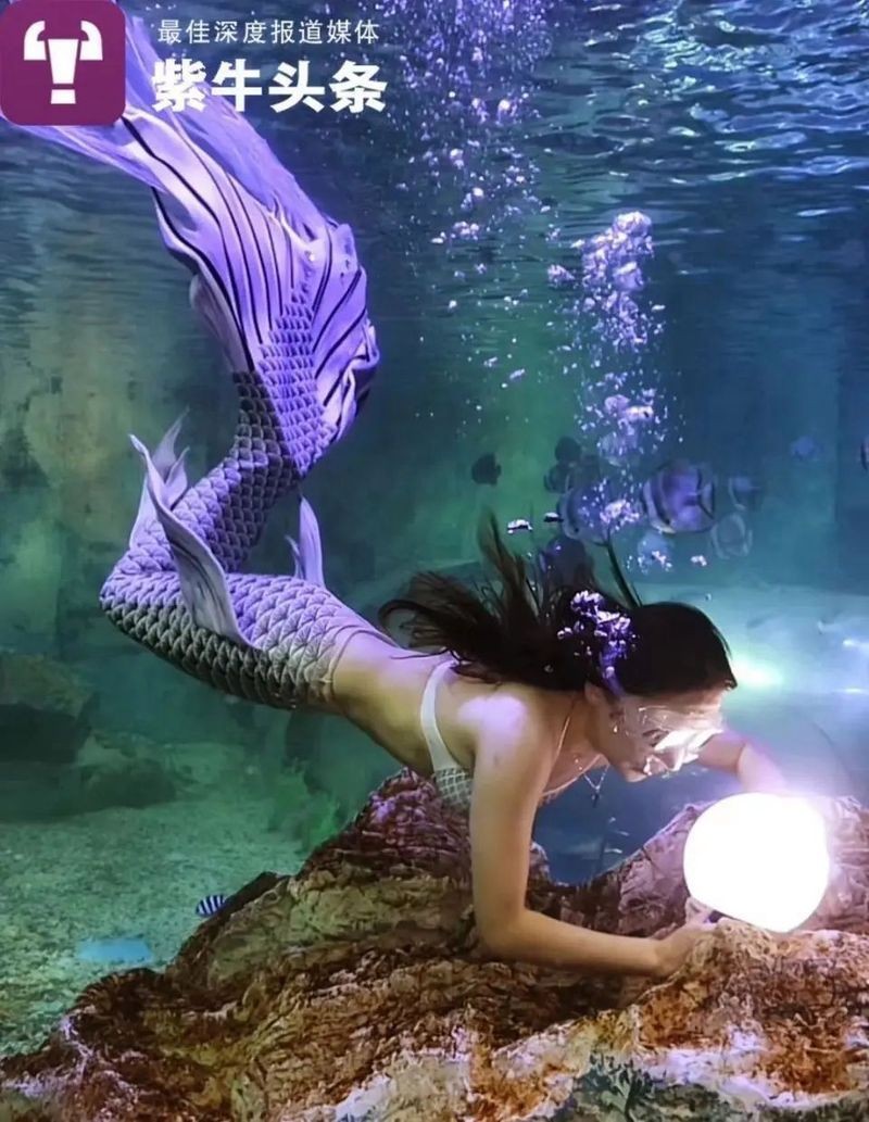 號(hào)半龍魚咬人后圖片 號(hào)半龍魚咬人后圖片 全國水族館企業(yè)名錄 第32張