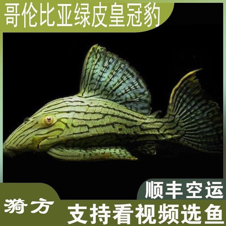 極限個體綠皮皇冠豹哪里買 龍魚論壇 第7張 極限個體綠皮皇冠豹哪里買 極限個體綠皮皇冠豹哪里買 龍魚論壇 第7張