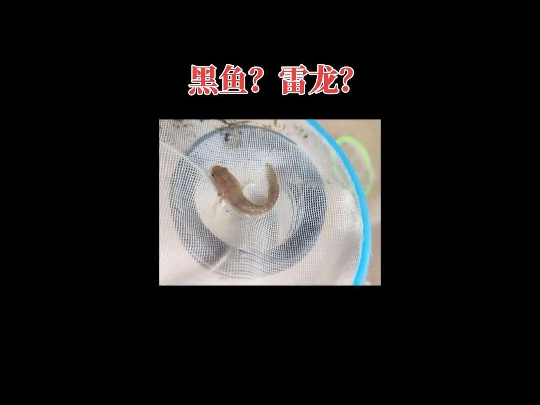 2-3cm龍魚苗圖片