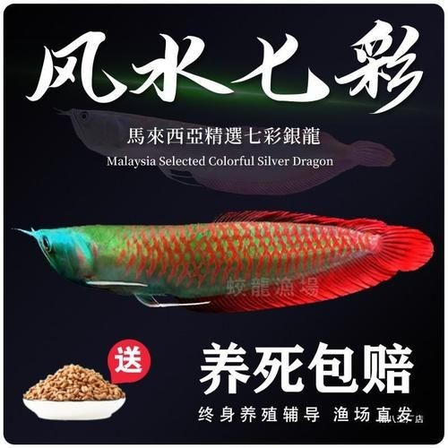 2-3cm龍魚苗圖片