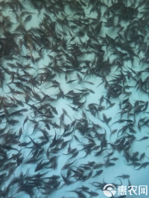 2-3cm龍魚苗圖片