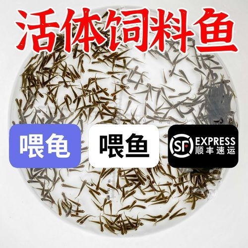 2-3cm龍魚苗圖片